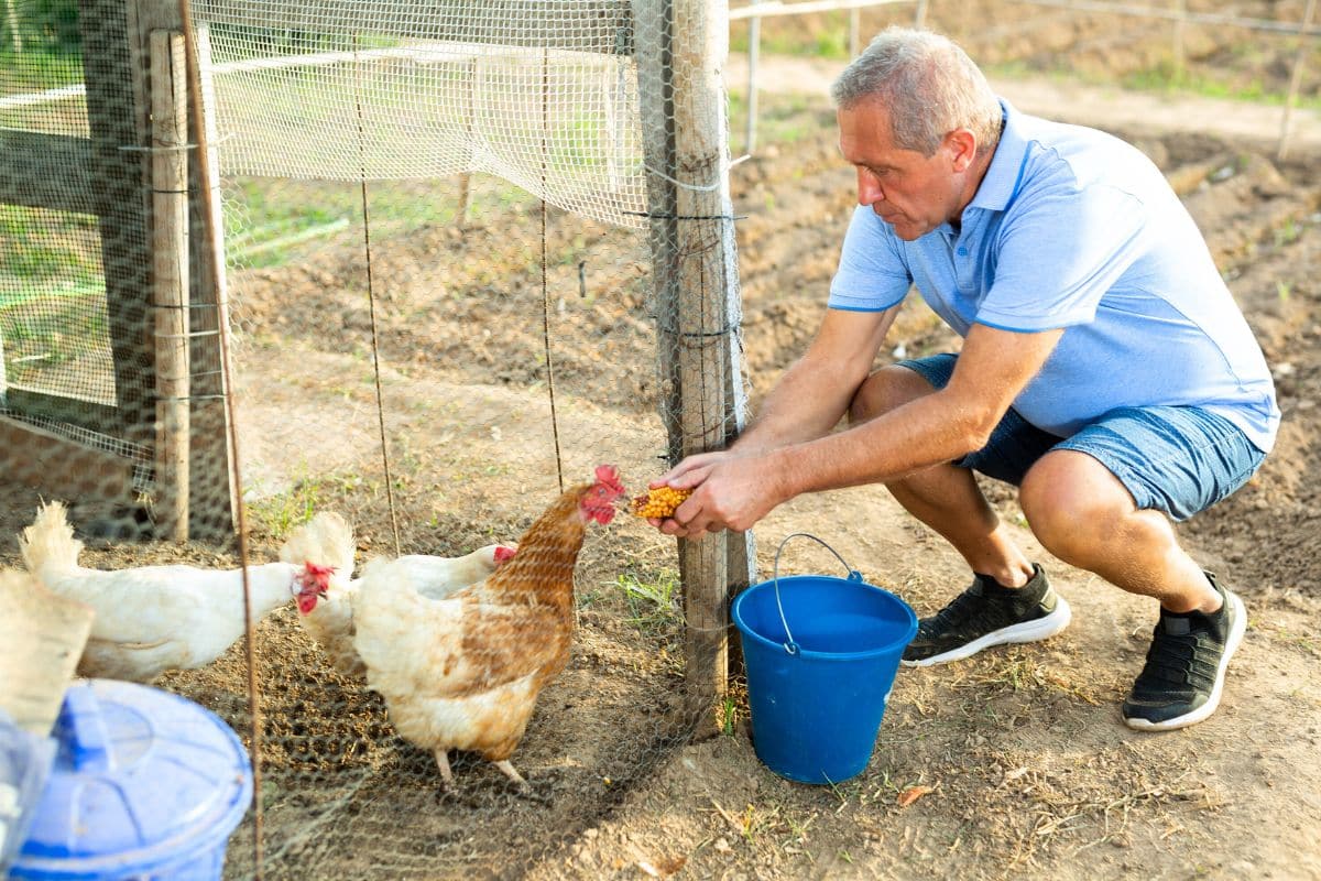 Installer un poulailler dans son jardin