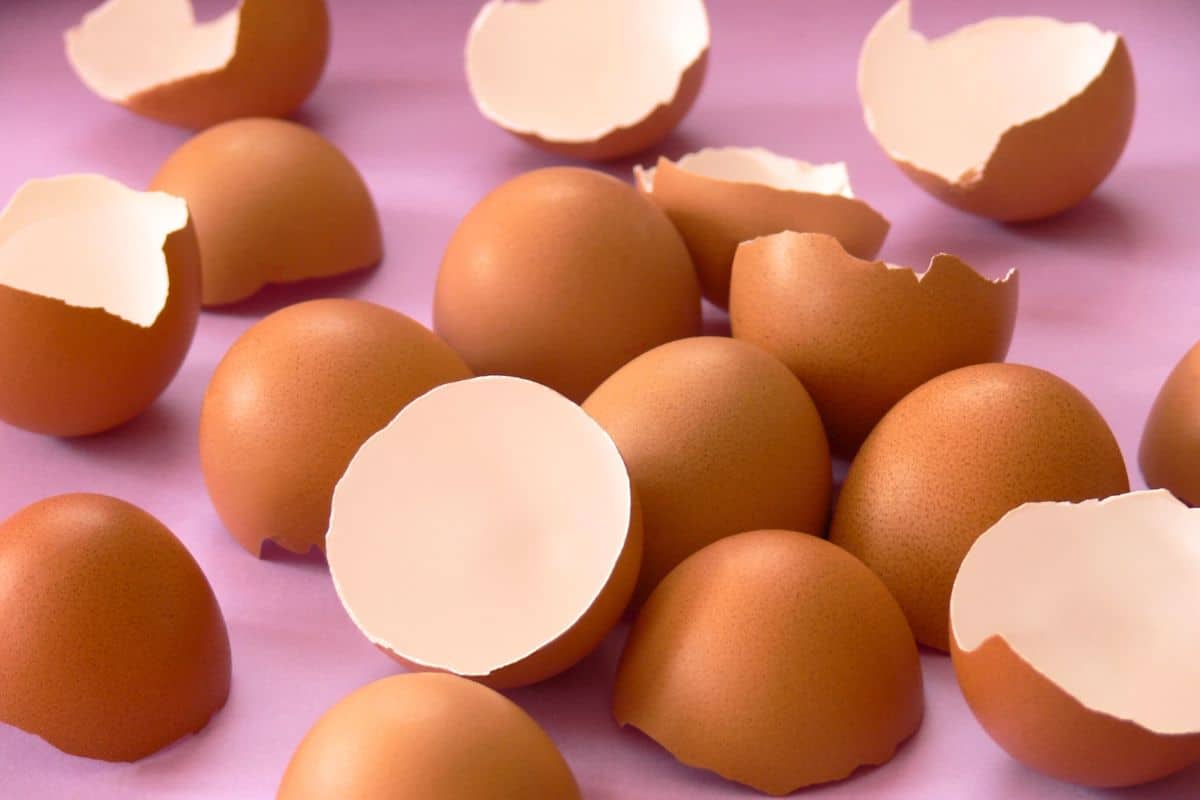 Faites bouillir des coquilles d’œufs