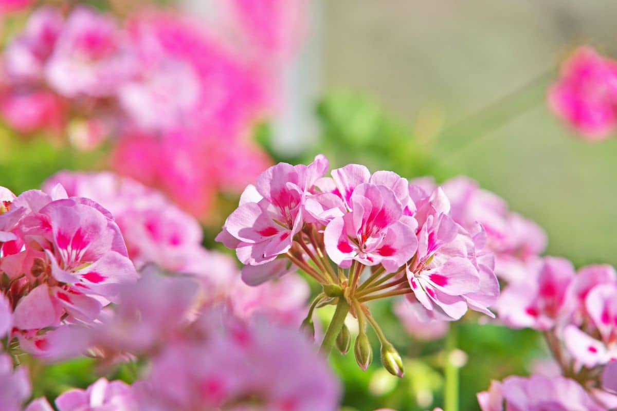 plante anti-moustiques