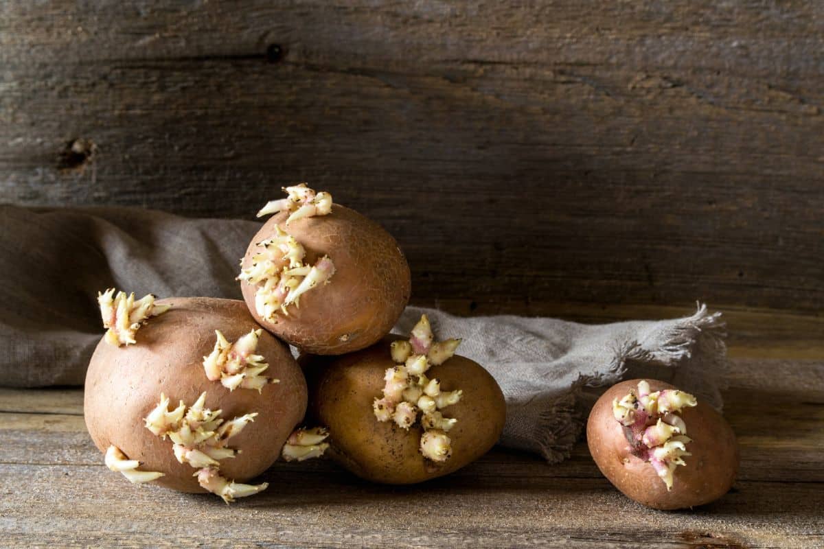 Pommes de terre germées