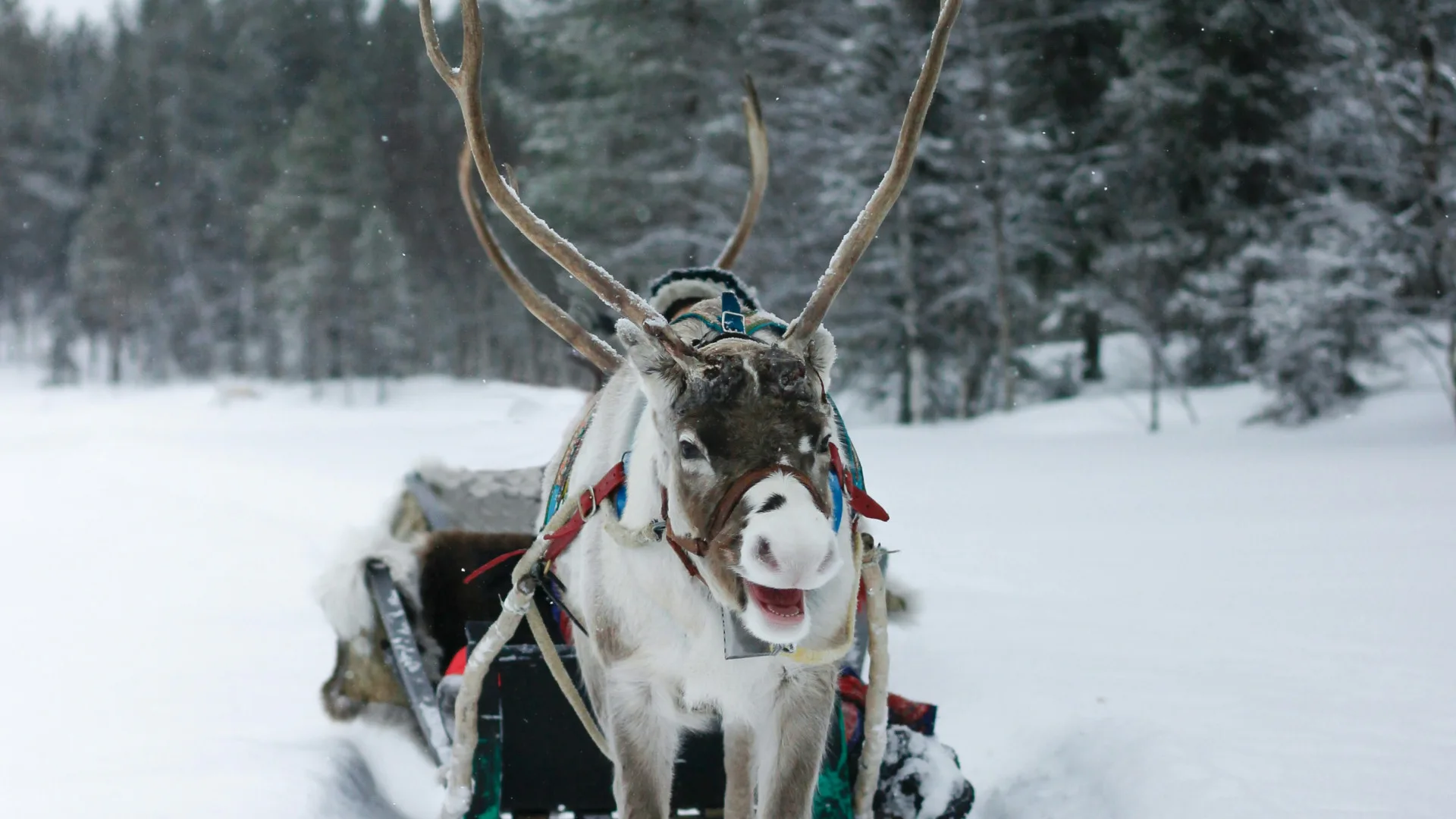 Week-end insolite en hiver : trois destinations à découvrir dans le Grand Nord